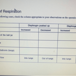 Rate of respiration virtual lab answer key