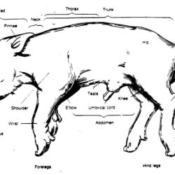 Pig fetal dissection anatomy worksheet simulated female biology teacherspayteachers