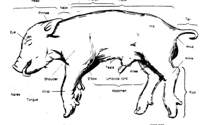 Pig fetal dissection anatomy worksheet simulated female biology teacherspayteachers