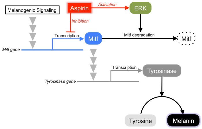 Melanin tyrosine synthesis biosynthesis derived pathways simplified bacteria perspectives enzymatic steps