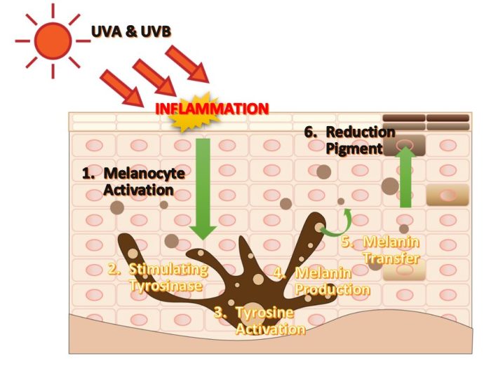 What stimulates melanin production milady