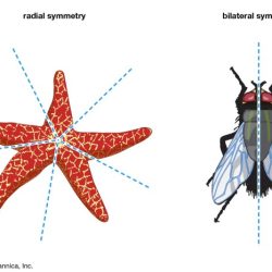 Animal animals classification classes groups examples arachnids mammals class reptiles fish amphibians birds science main insects identify classified poster familiar