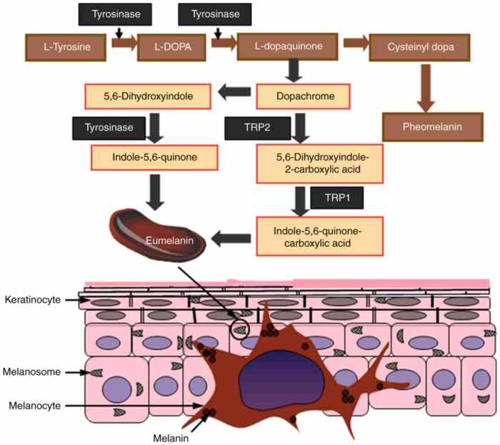 What stimulates melanin production milady